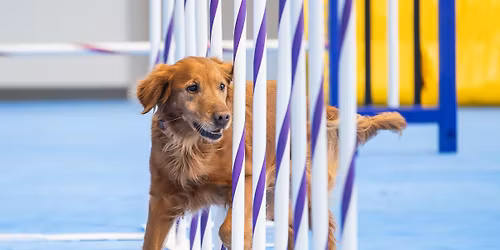 CKC Agility Match - Standard