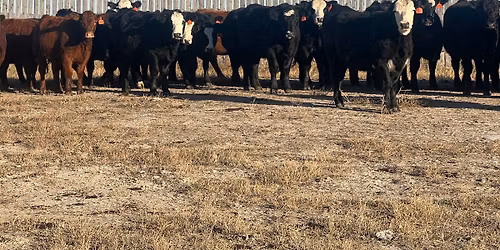 Bred Cow & Heifer Sale