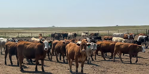 Bred Cow & Heifer Sale