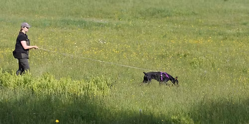 Beginner Mantrailing Workshop