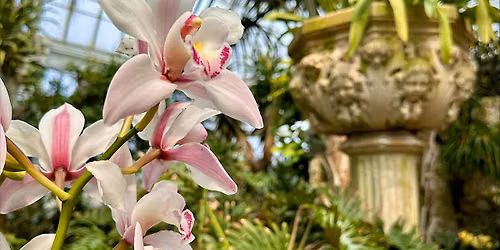 Orchids in the Winter