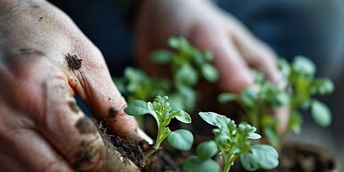Vegetable Growing in Containers
