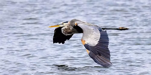 FIELD TRIP: Pelican Island National Wildlife Refuge