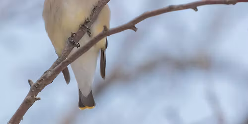 Preschool Story Hour: Birds