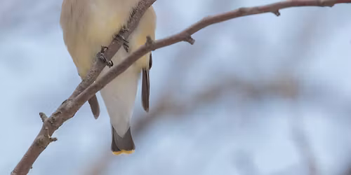 Preschool Story Hour: Birds