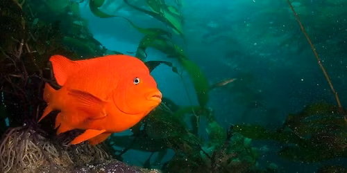 California Liveaboard Trips