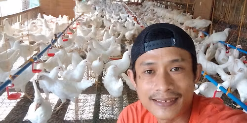 Gold a day rtl release