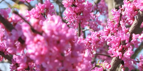 Arbor Day Tree Giveaway 