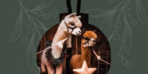 Weihnachtsmarkt bei den Alpakas vom Haubachtal 