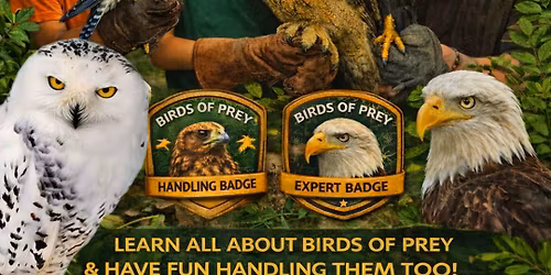 \ud83e\udd85 Birds of Prey \ud83e\udd85