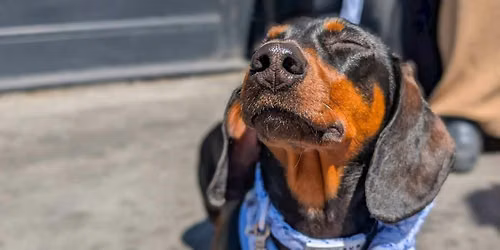 Bournemouth - Dachshund Pup Up Cafe \u2600\ufe0f