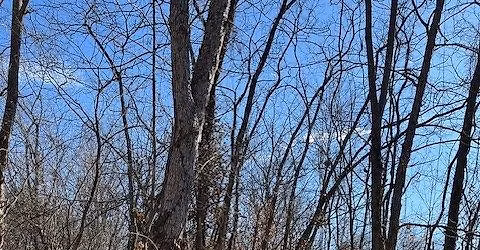Sharon Woods Lake loop trail