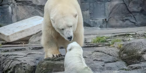 Polar Bear Encounters