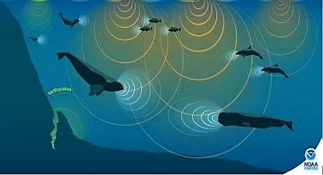 Ocean Sounds: N\u0101 Leo O Ka Moana