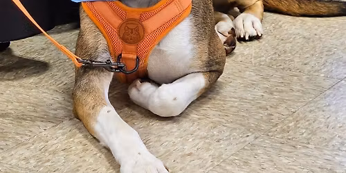 Shrewsbury, PA - Pet Supplies Plus Adoption Event