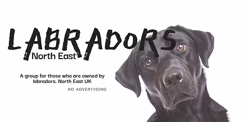 Labrador Beach Meet!