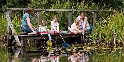 WILDFAMILIES Pond dipping at The Wolseley Centre
