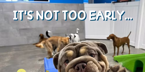 Holiday Boarding for your Pup! 