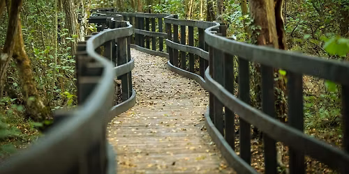 Forest Bathing Institute - An Introduction 