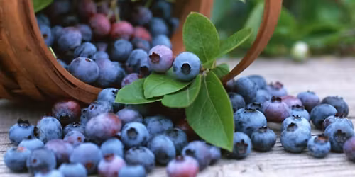 Annual Berry Bash!