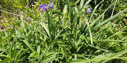 Prairie Age Comparison Walk\/Monthly Meeting