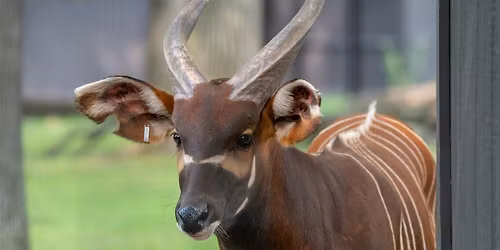 FALCONERS June 2026 Potter Park Zoo