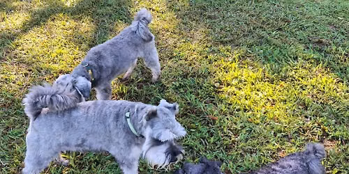 Whangarei Schnauzers Meet - Tikipunga Sport Ground