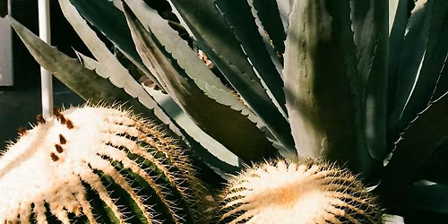 Heat Tolerant Plants