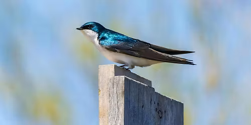National Trails Day-Birding at the Jamaica Bay Wildlife Refuge