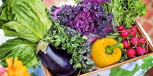 Savor the Flavor: Fall Vegetable Gardening Part 1