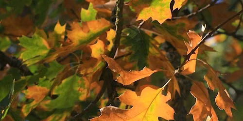 Autumnal Art at Ulistac