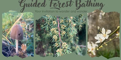 Guided Forest Bathing