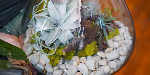 Airplant Terrarium Workshop
