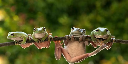 all about amphibians camp!