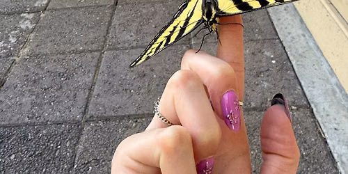 Butterflies at Eagle Island State Park