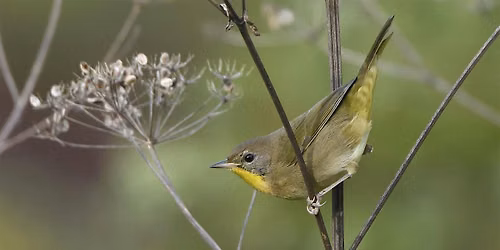 Wednesday Evening Fall Migration Bird Walk Series