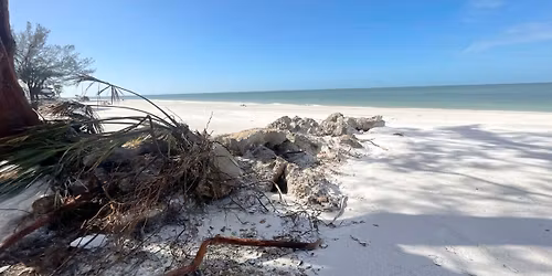 Driftwood