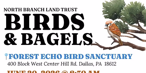 Birds and Bagels