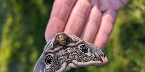 Sunday Moth Morning