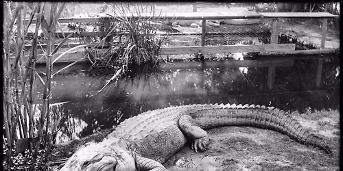 Alligator Magic with Witchdoctor Utu