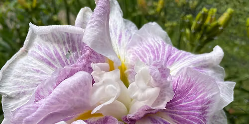 \u201cIn Full Bloom\u201d Beardless Iris Exhibit