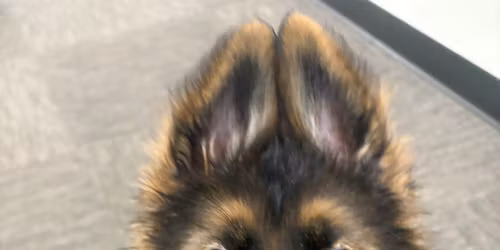 AKC Star Puppy Classes