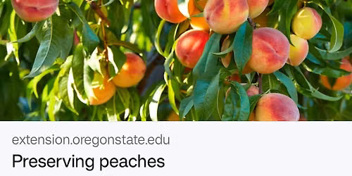 Peach water-bath canning 