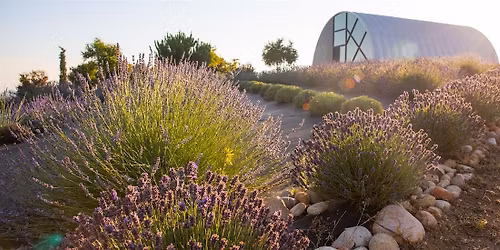 June Bloom Lavender Festival