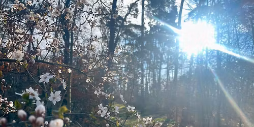 Intensiver Pflanzenseminar-Samstag zum Frühlingsbeginn