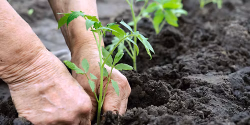 FOIRE AUX PLANTS de la Superette Paysanne