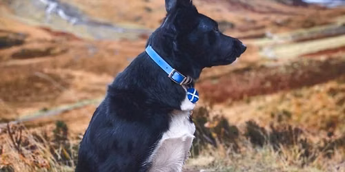 The Things Your Vet Wishes Every Pet Owner Knew