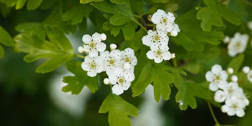 Beltane : May Day celebration on Primrose Hill, London