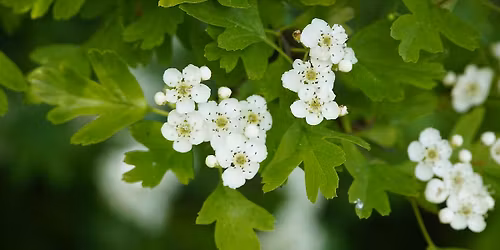 Beltane : May Day celebration on Primrose Hill, London