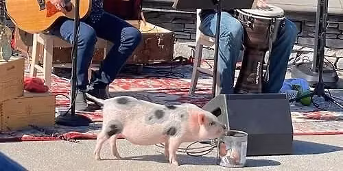 Bill & Tad's Excellent Duo - FREE Live Music at Fretwell Spartanburg, SC